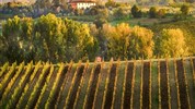 Farby toskánskeho vína - Toskánska krajina, poznávací zájazd, Taliansko
