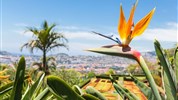 Grand Tour Madeirou - Botanická záhrada, Funchal, Madeira,  poznávací zájazd Portugalsko