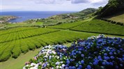 Azorské ostrovy St. Miguel - Čajová plantáž, Sao Miguel, Azorské ostrovy, Portugalsko