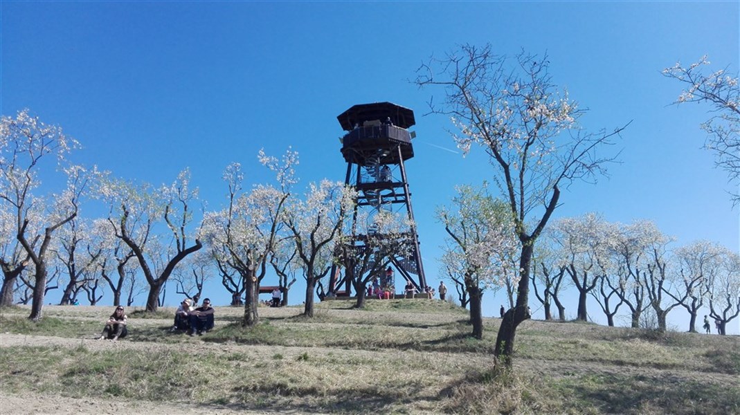 Festival mandlí a vína