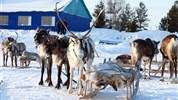 Laponsko - cesta za polárnou žiarou